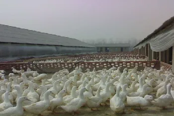 肉鸭应激饲养技术