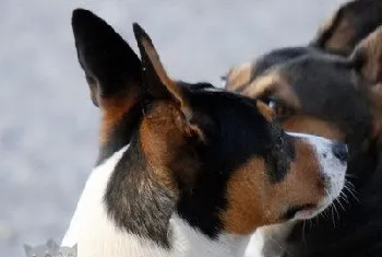 捕鼠梗犬怎么养 捕鼠梗犬饲养技巧