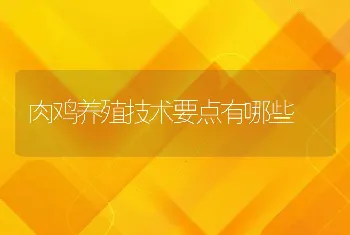 肉鸡养殖技术要点有哪些