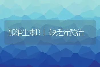 狐维生素B1缺乏症防治