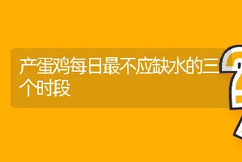 产蛋鸡每日最不应缺水的三个时段