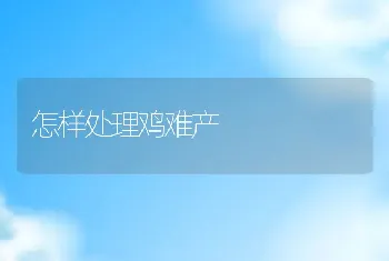 怎样处理鸡难产