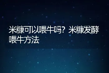 米糠可以喂牛吗？米糠发酵喂牛方法