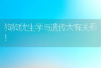 狗狗优生学与遗传大有关系！