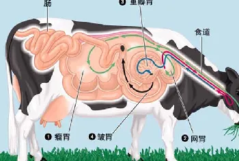 牛反刍的过程