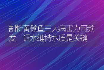 剖析黄颡鱼三大病害为何频发 调水维持水质是关键