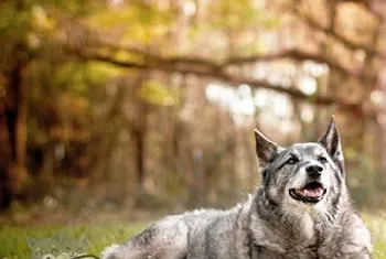 怎样喂养挪威猎鹿犬 科学喂养挪威猎鹿犬