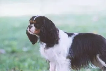 英国玩具猎鹬犬牙齿怎么护理 英国玩具猎鹬犬牙齿护理方法