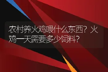 农村养火鸡喂什么东西？火鸡一天需要多少饲料？