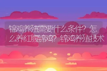 锦鸡养殖需要什么条件？怎么养红腹锦鸡？锦鸡养殖技术