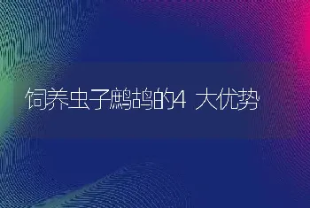 饲养虫子鹧鸪的4大优势