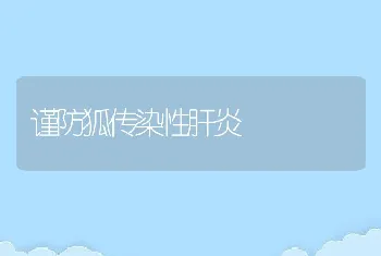 谨防狐传染性肝炎