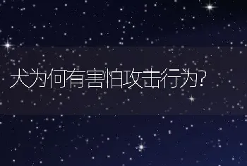 犬为何有害怕攻击行为?