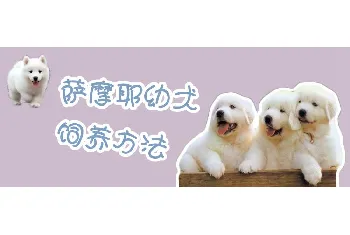 萨摩耶幼犬饲养方法