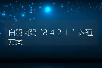 白羽肉鸡“8421”养殖方案