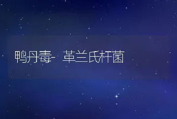 鸭丹毒-革兰氏杆菌