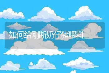 肉鸭传染性浆膜炎的防治