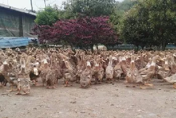 临武鸭孵化管理要点