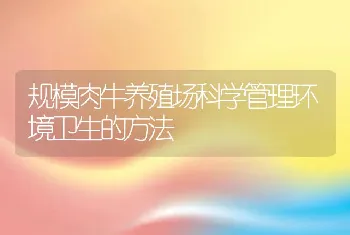 规模肉牛养殖场科学管理环境卫生的方法