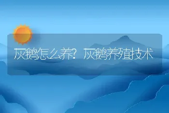 灰鹅怎么养?灰鹅养殖技术