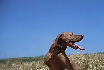 维希拉猎犬怎么修剪指甲 维希拉猎犬剪指甲方法