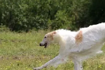 苏俄猎狼犬好养吗？