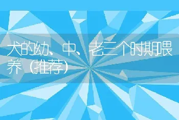 犬的幼、中、老三个时期喂养（推荐）