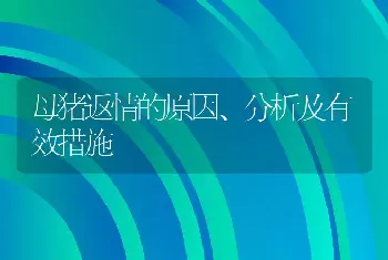 母猪返情的原因、分析及有效措施