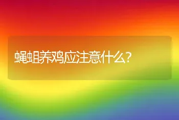 蝇蛆养鸡应注意什么？