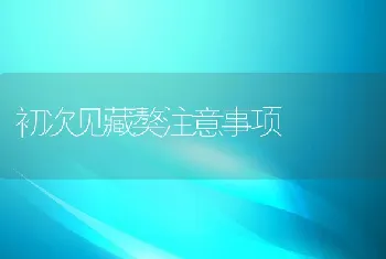 初次见藏獒注意事项