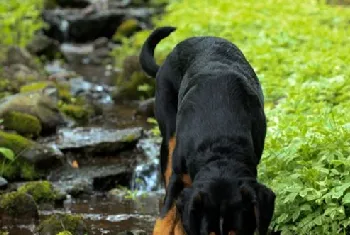 大瑞士山地犬怎么护理 大瑞士山地犬护理方法