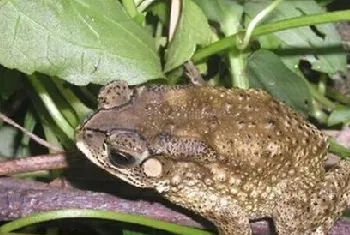 黑眶蟾蜍的喂食要点