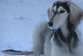 萨路基猎犬怎么修剪指甲 萨路基猎犬剪指甲方法