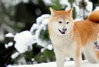 秋田犬饲养方法及智商排名