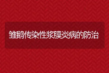 雏鹅传染性浆膜炎病的防治