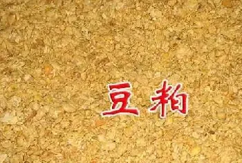 豆粕喂牛要“三忌”