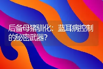 后备母猪驯化：蓝耳病控制的秘密武器？