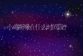 小鸡断喙在什么时间段？