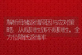 解析母猪返情原因与应对策略：从规则性到不规则性，全方位降低返情率