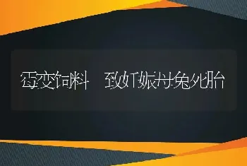 霉变饲料 致妊娠母兔死胎