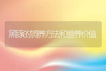 黑豚的饲养方法和营养价值