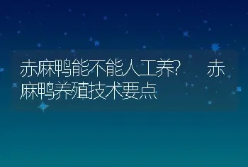 赤麻鸭能不能人工养? 赤麻鸭养殖技术要点