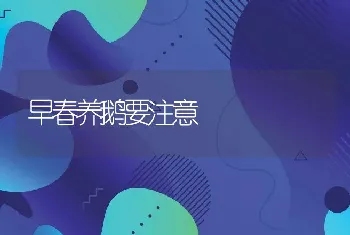 早春养鹅要注意