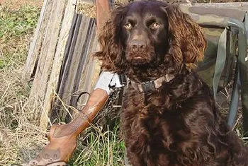 博伊金猎犬怎么养 饲养注意事项