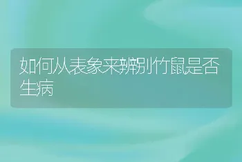 如何从表象来辨别竹鼠是否生病