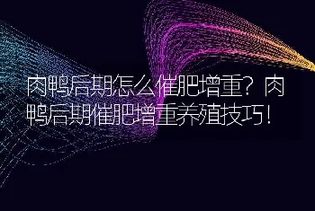 肉鸭后期怎么催肥增重？肉鸭后期催肥增重养殖技巧！