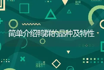 简单介绍鸭群的品种及特性