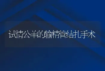 试情公羊的输精管结扎手术