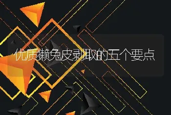 优质獭兔皮剥取的五个要点