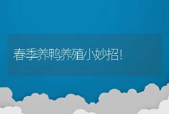 春季养鸭养殖小妙招！